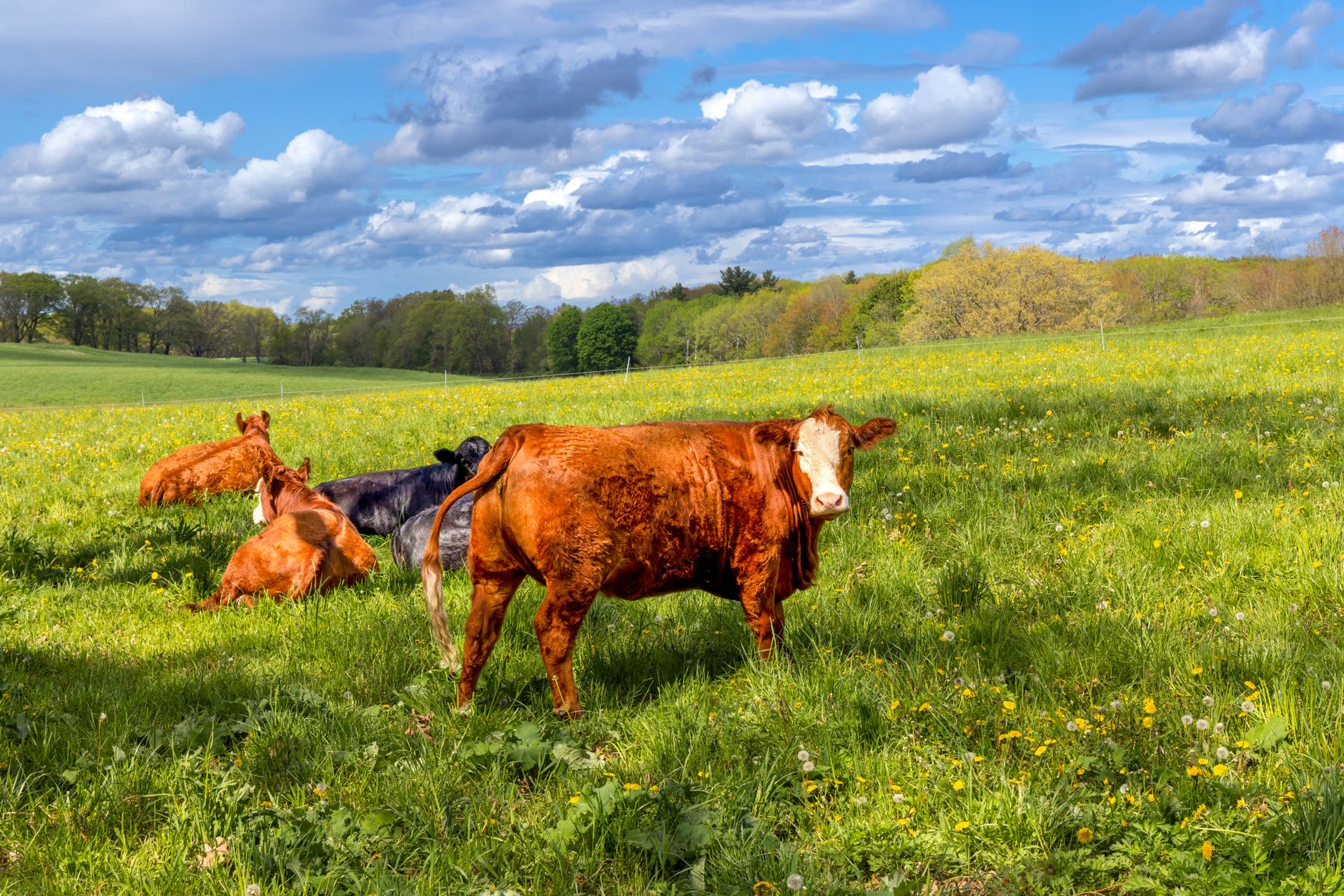 Cattle grazing in a fenced pasture at dawn with a ranch fence line in the foreground