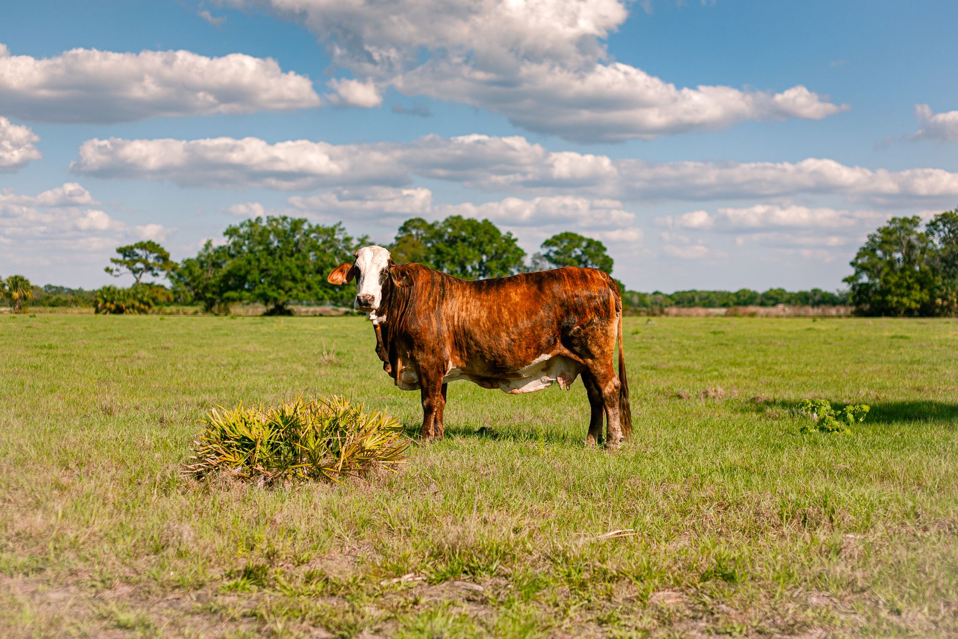 Cattle grazing on open pastureland in rural Florida under a wide sky