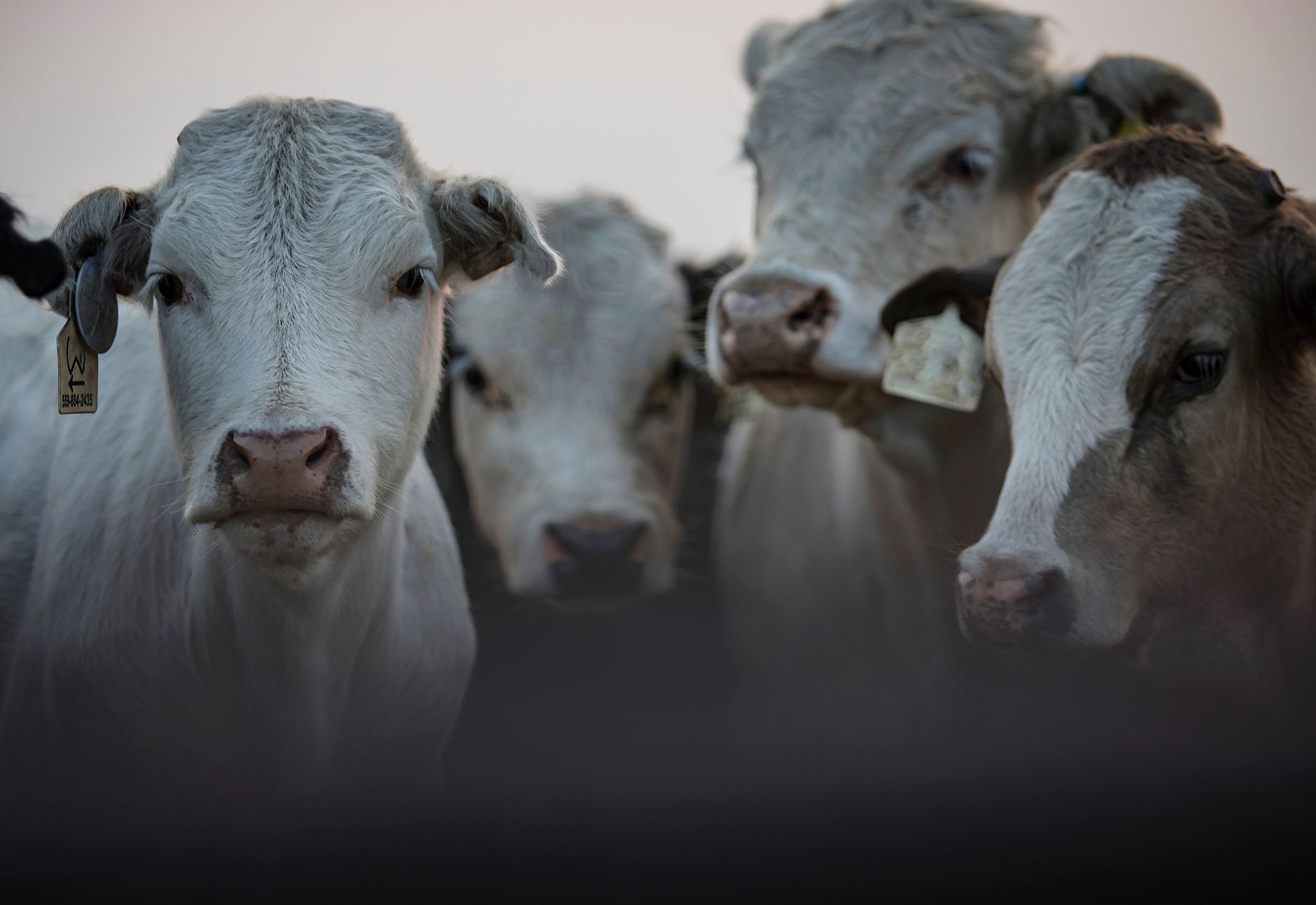 Cattle standing in a feedlot pen under an overcast sky with grain silos in the distance