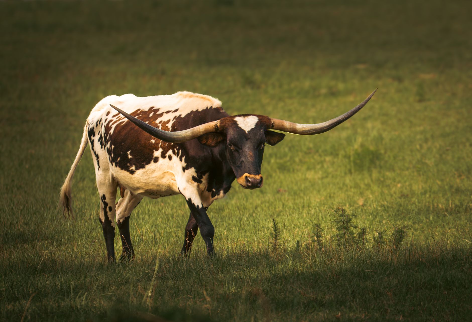 Texas rancher with cattle in a field